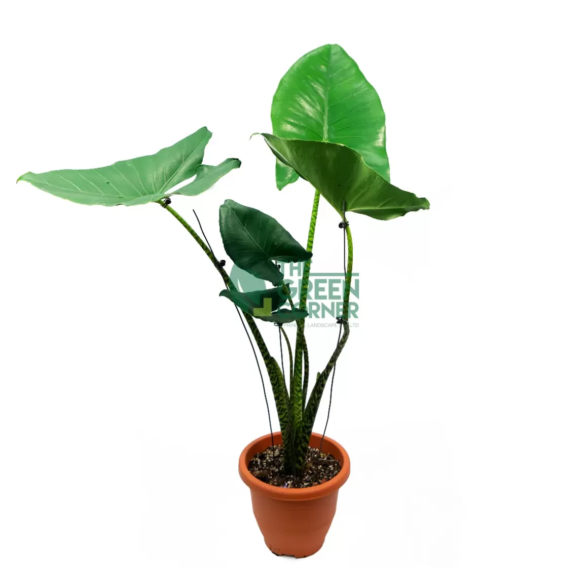 Shop Alocasia Zebrina Alocasia