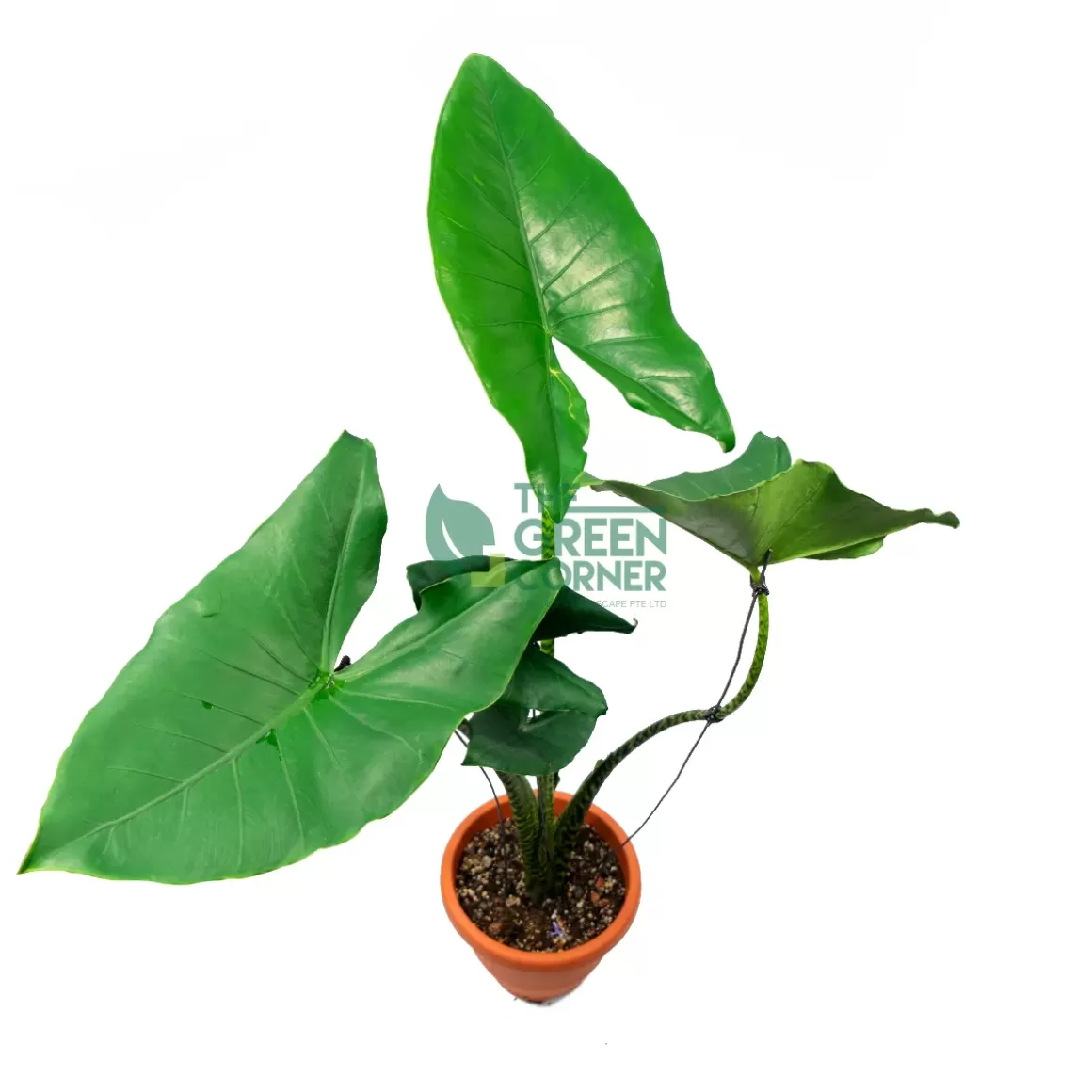 Shop Alocasia Zebrina Alocasia