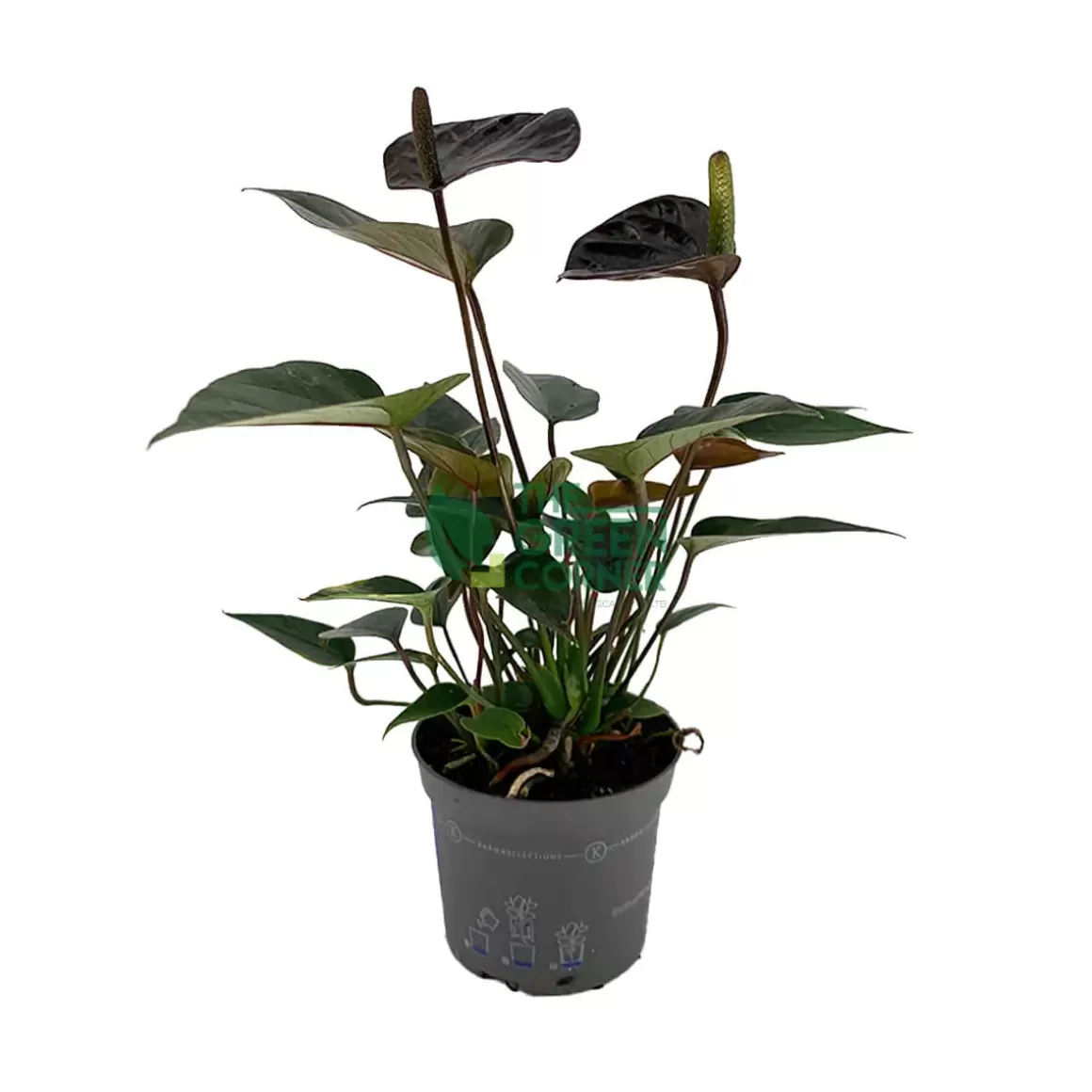 Best Sale Anthurium 'Black Love' Pot 90Mm Indoor Plants