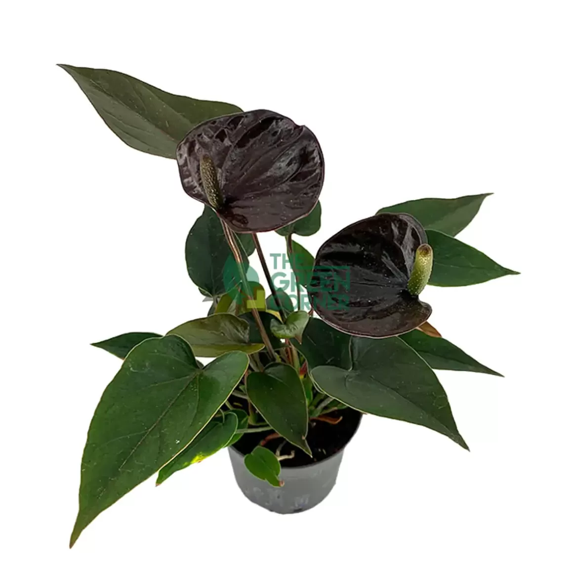 Best Sale Anthurium 'Black Love' Pot 90Mm Indoor Plants