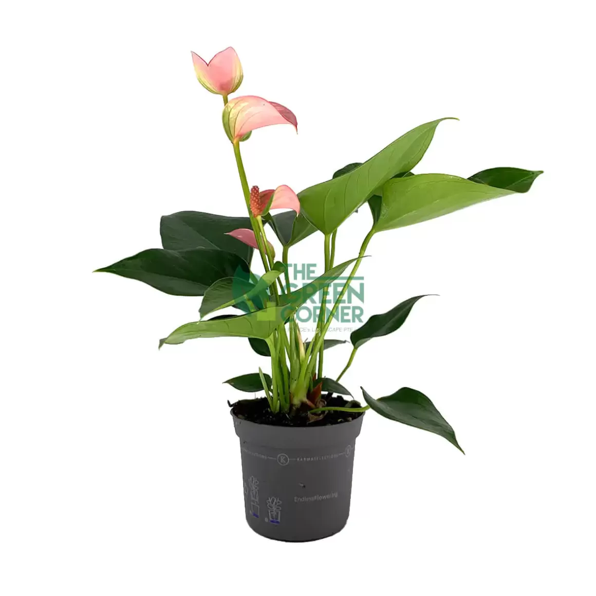 Cheap Anthurium 'Joli Pink' Pot 90Mm Indoor Plants