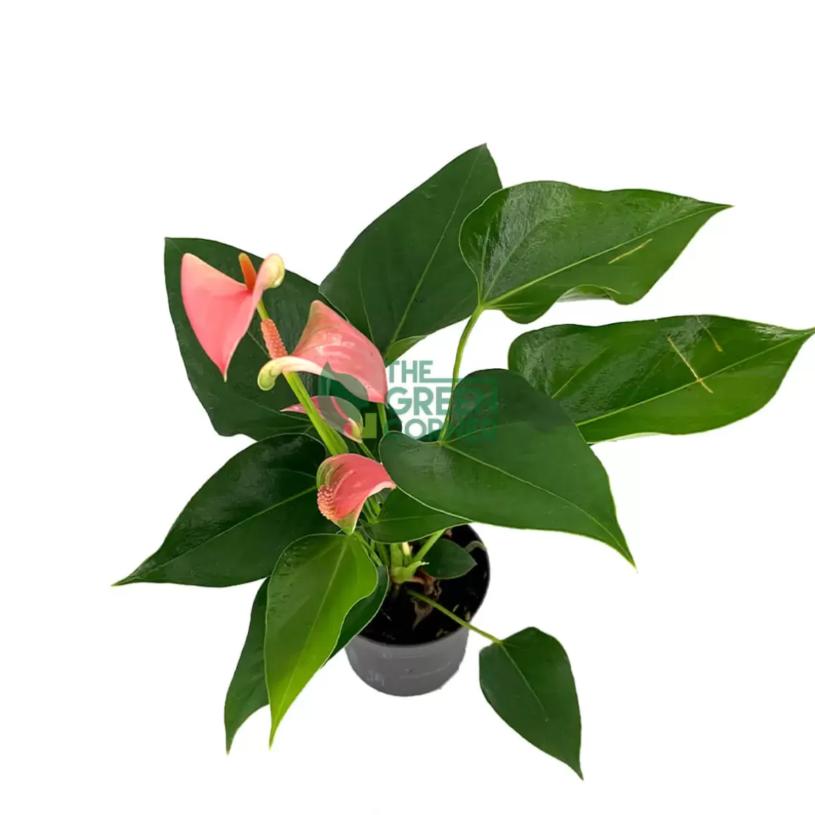 Cheap Anthurium 'Joli Pink' Pot 90Mm Indoor Plants