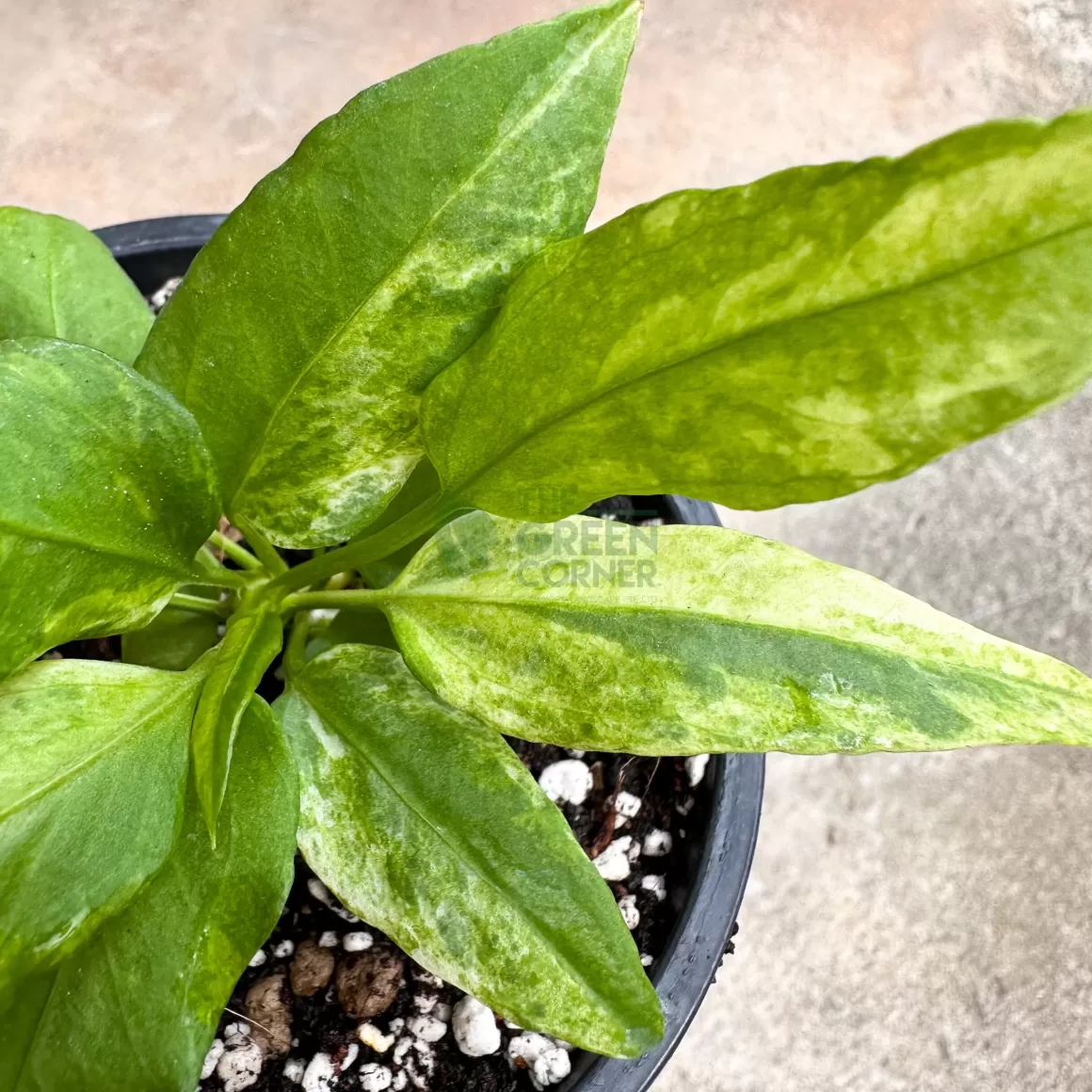 Cheap Anthurium Vittarifolium Variegated Indoor Plants