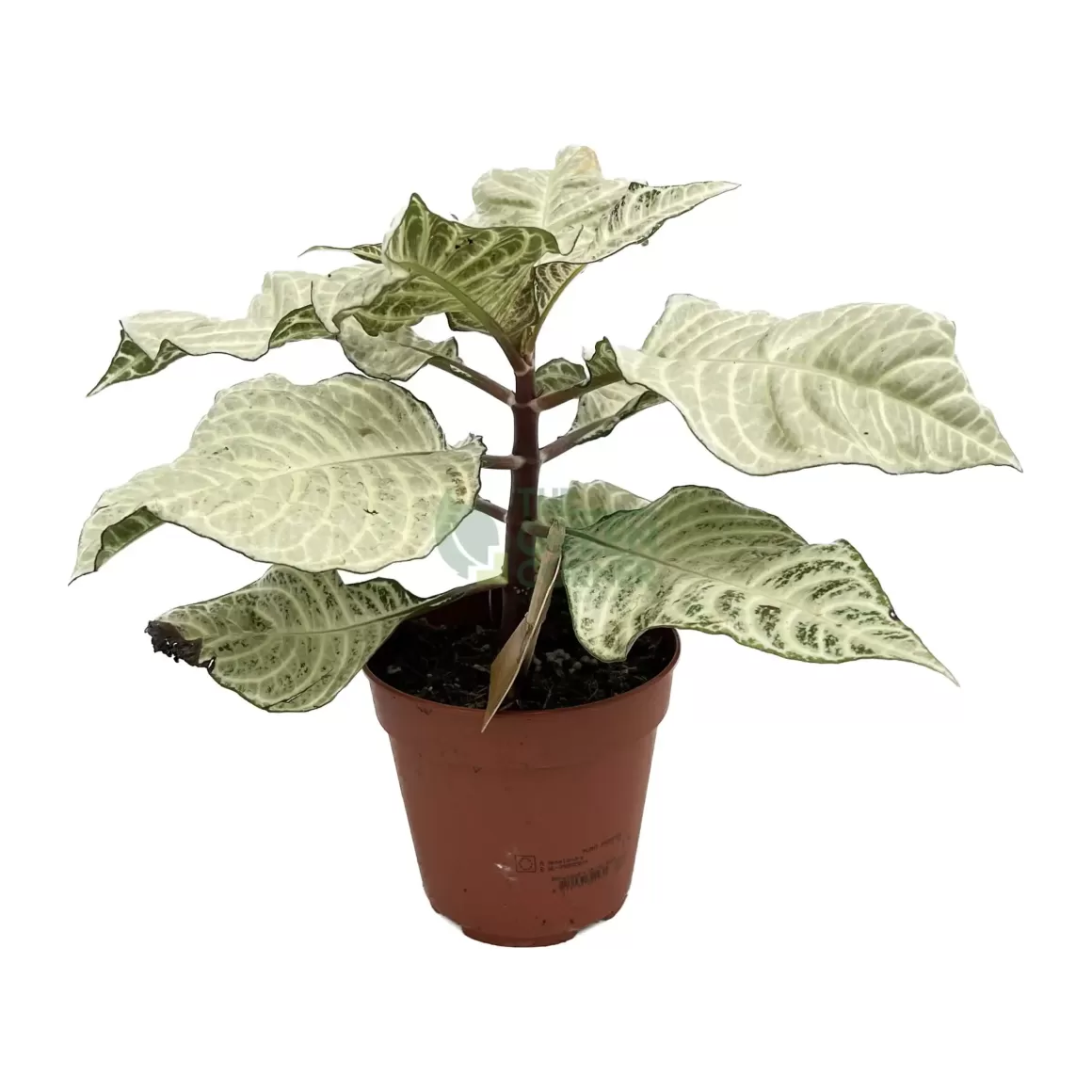 Outlet Aphelandra Squarrosa White Wash Indoor Plants