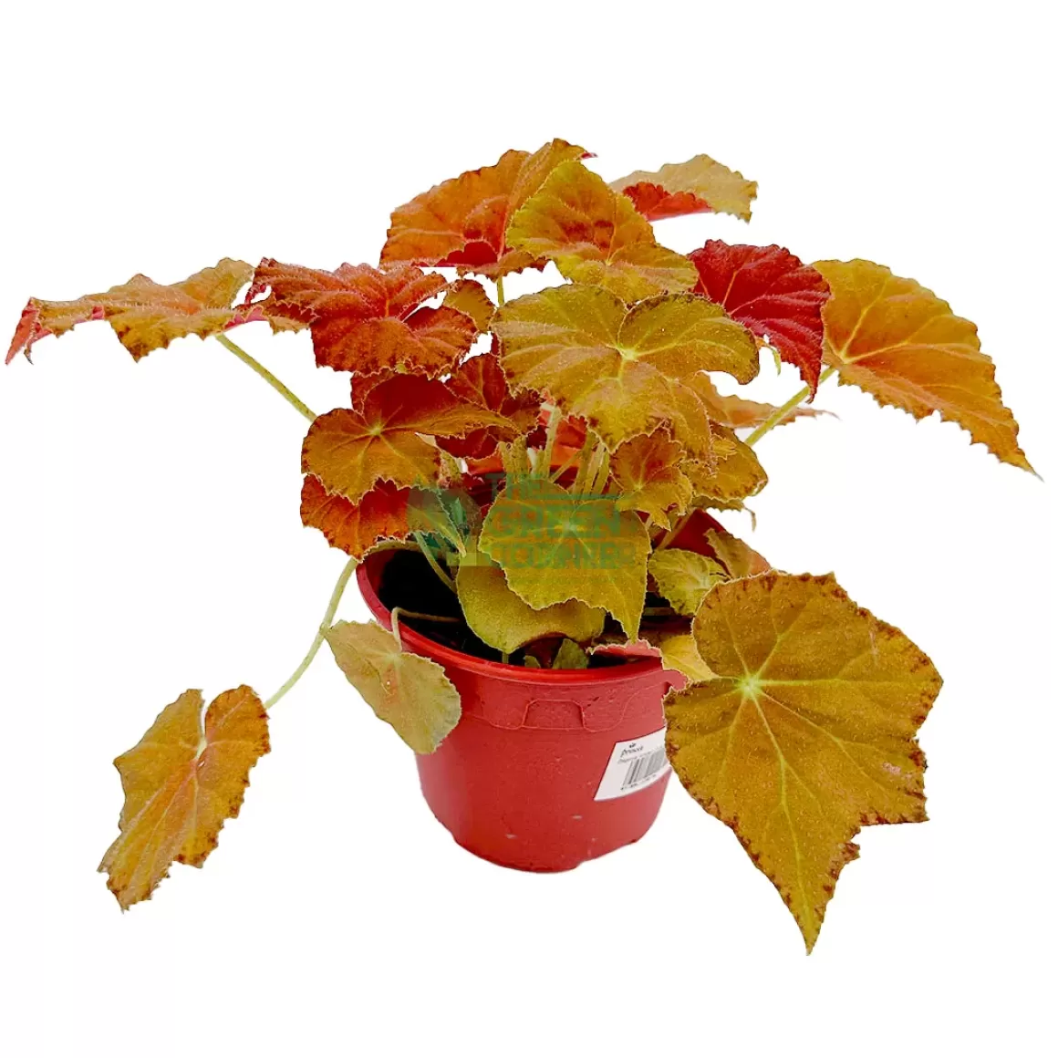 Fashion Begonia Amber Love Begonia