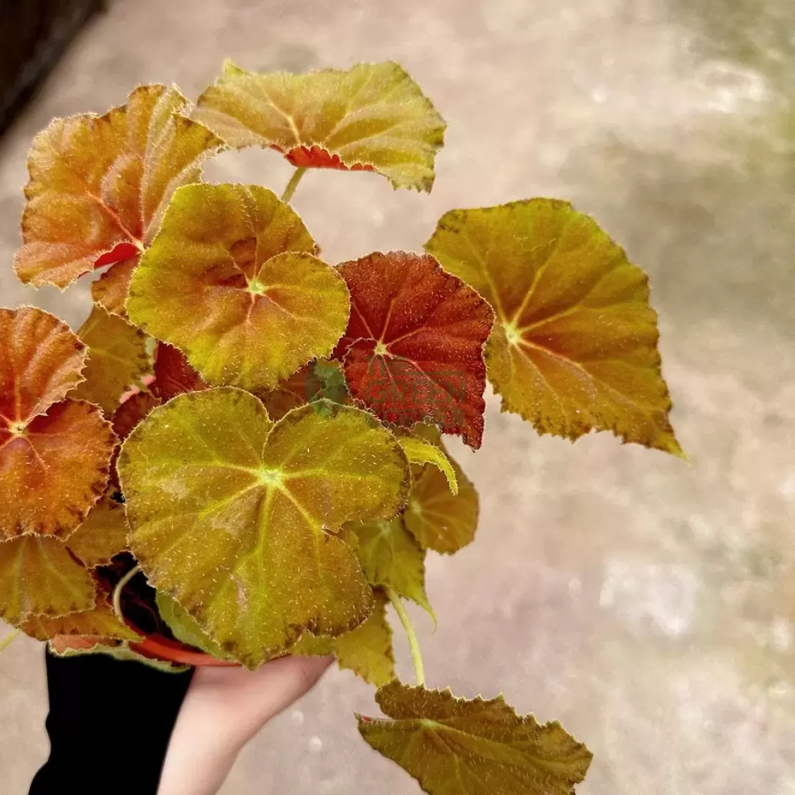 Fashion Begonia Amber Love Begonia