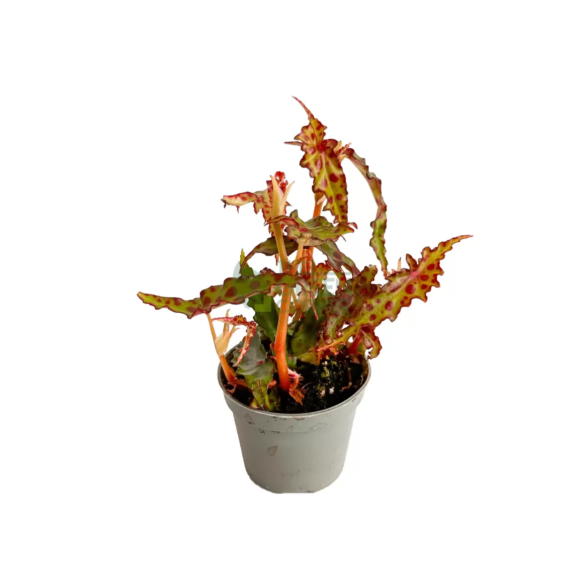 Cheap Begonia Amphioxus Begonia