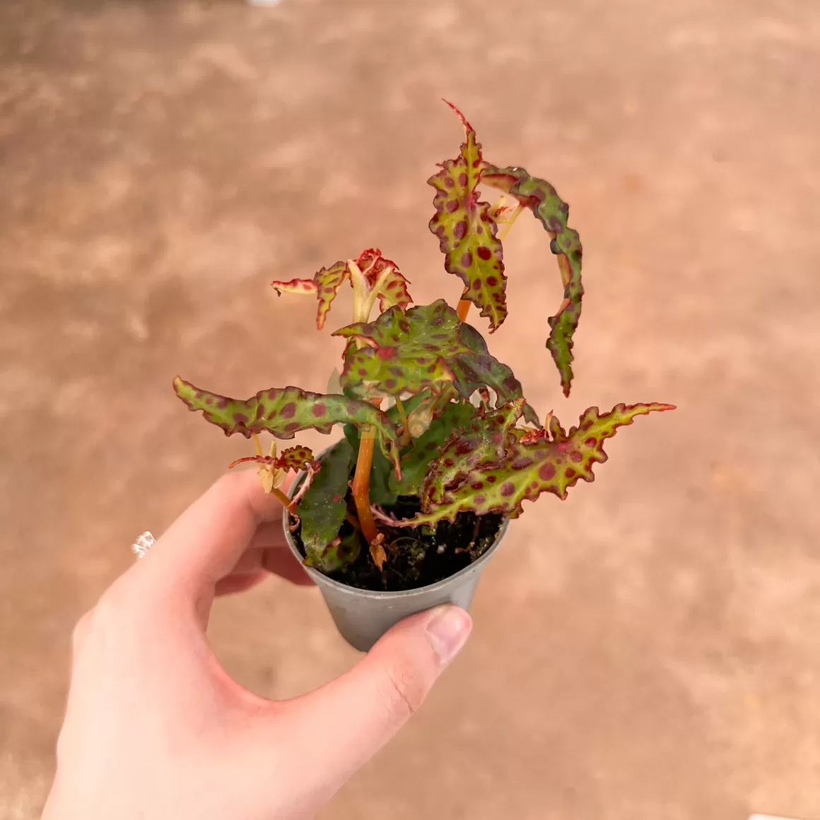 Cheap Begonia Amphioxus Begonia