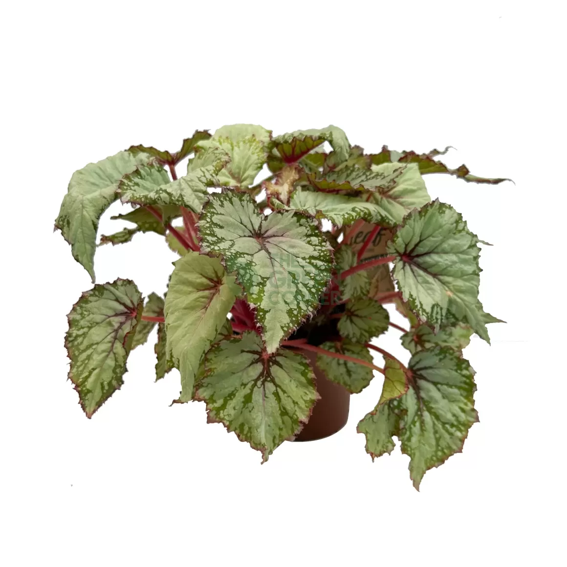 Clearance Begonia Asian Tundra Begonia