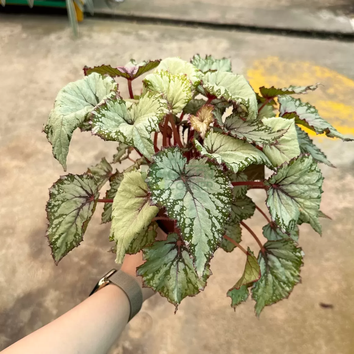 Clearance Begonia Asian Tundra Begonia