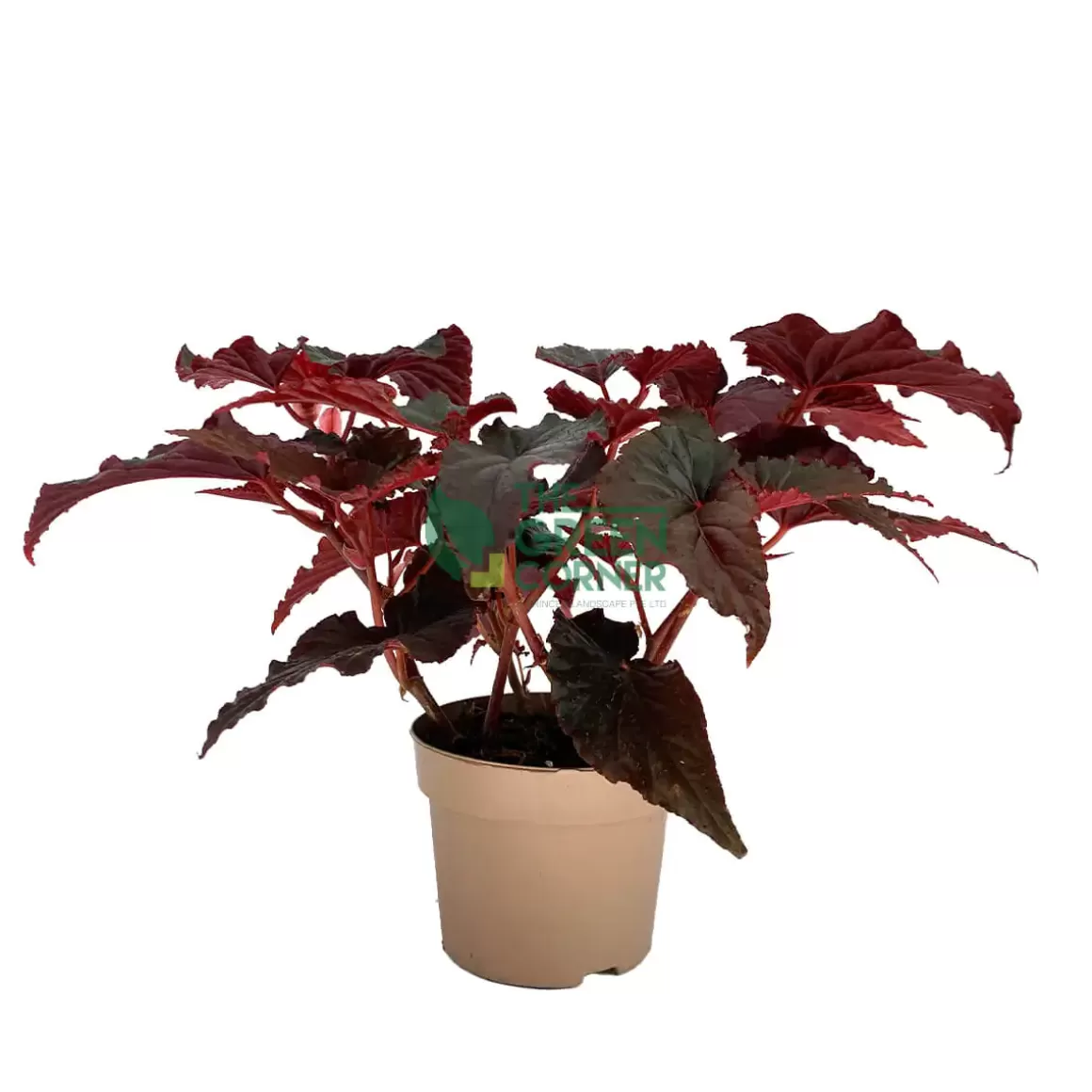 Cheap Begonia 'Black Magic' Pot 120Mm Begonia