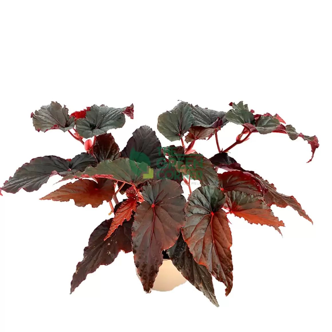 Cheap Begonia 'Black Magic' Pot 120Mm Begonia