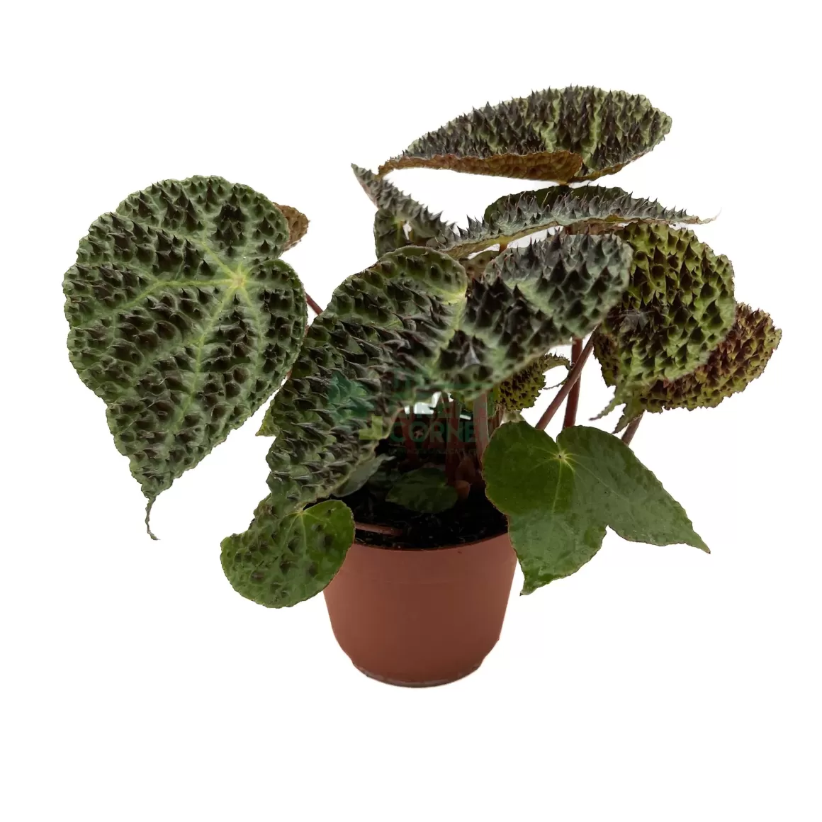 Cheap Begonia Ferox Begonia