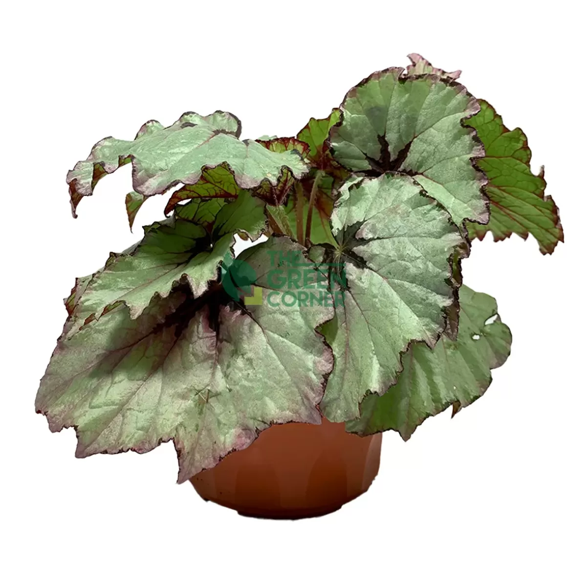 Fashion Begonia 'Green Gold' Pot 220Mm Begonia