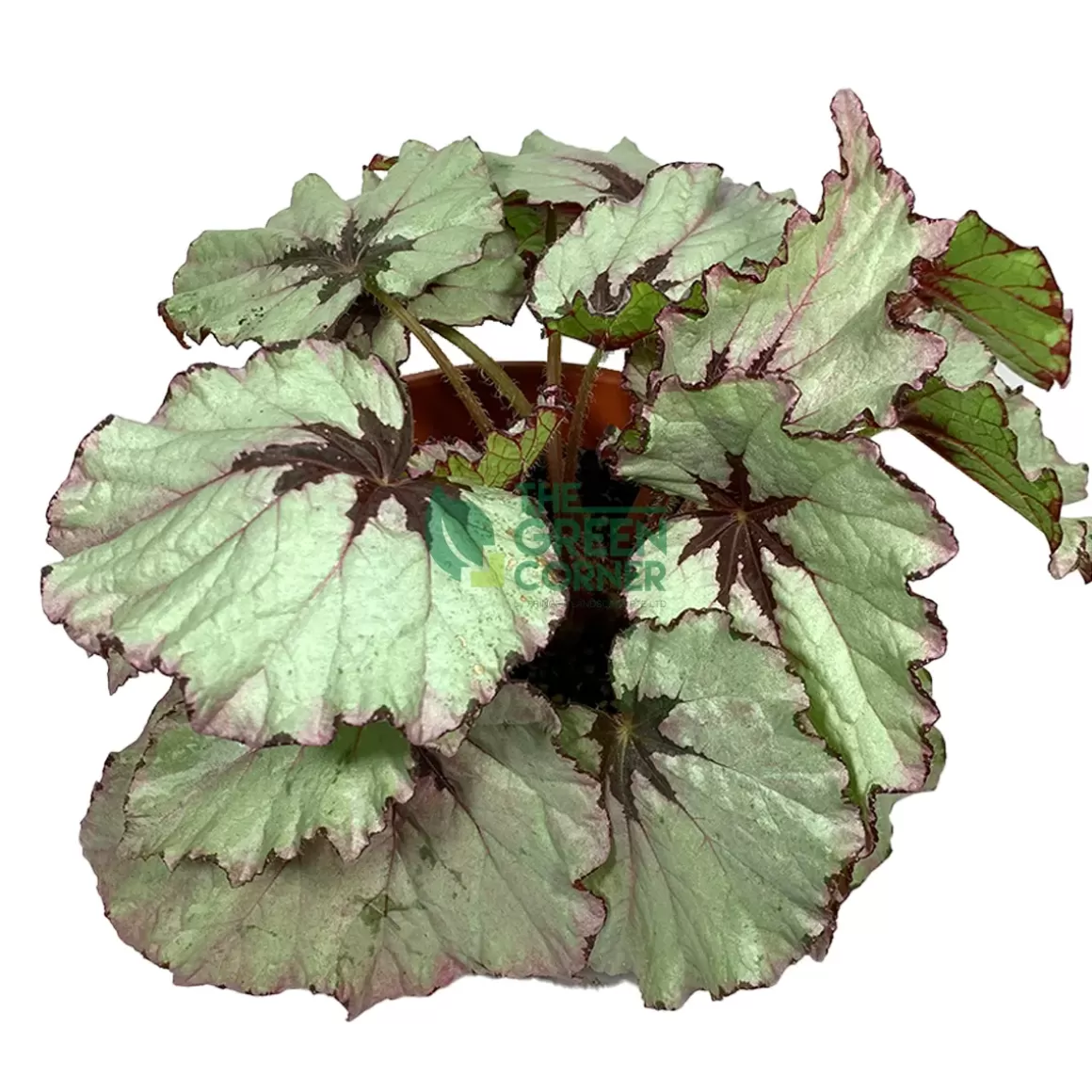 Fashion Begonia 'Green Gold' Pot 220Mm Begonia