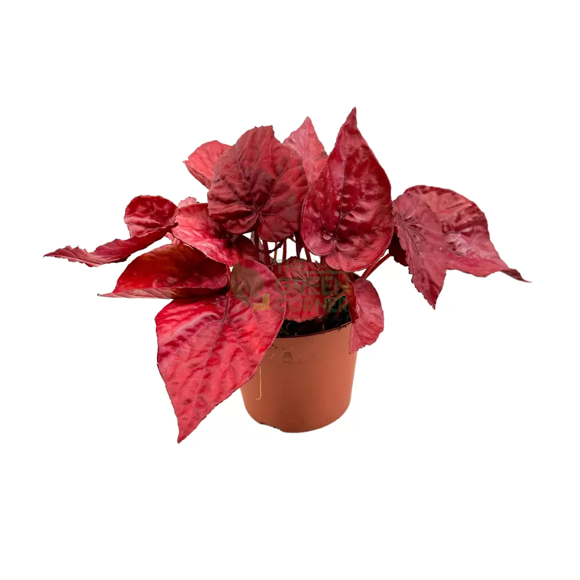 Clearance Begonia Inca Flame Begonia