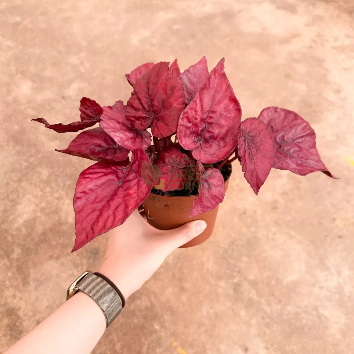 Clearance Begonia Inca Flame Begonia