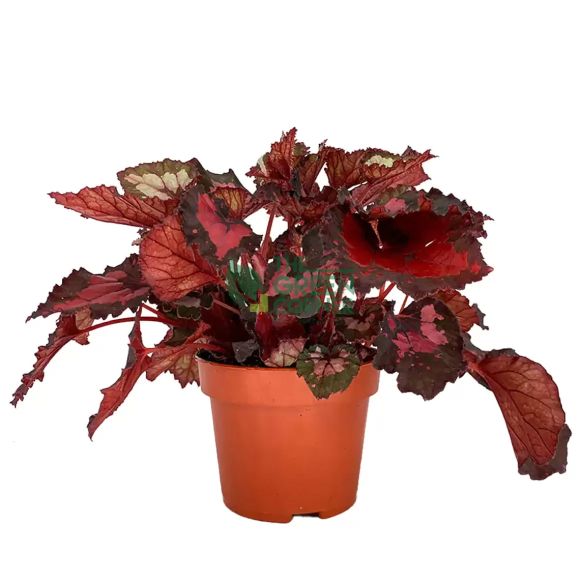 Shop Begonia Inca Night Begonia