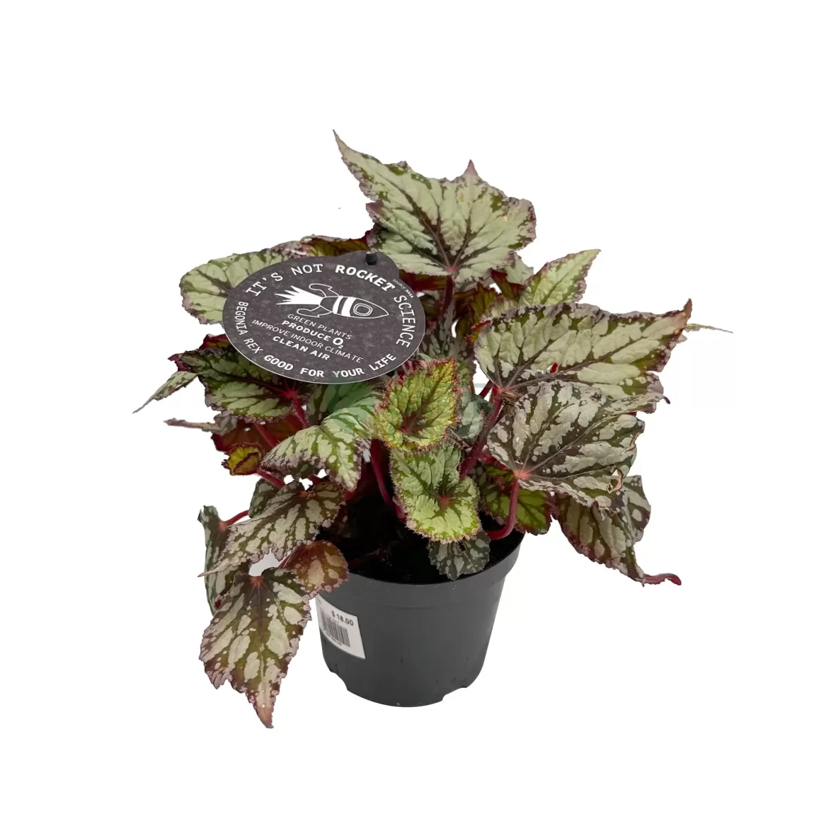 Cheap Begonia King's Spirit Begonia