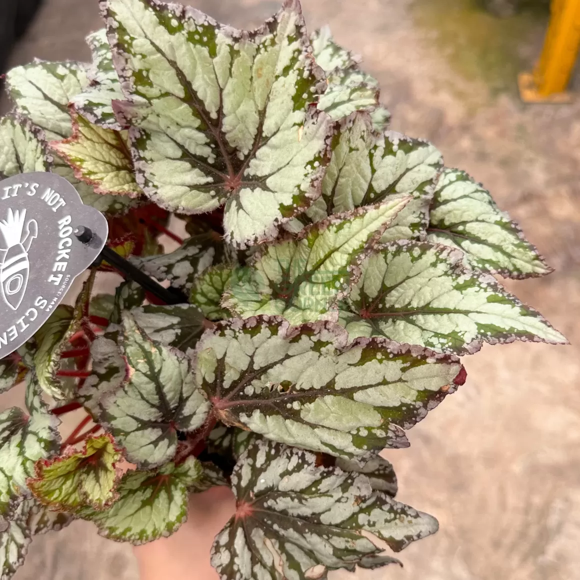 Cheap Begonia King's Spirit Begonia