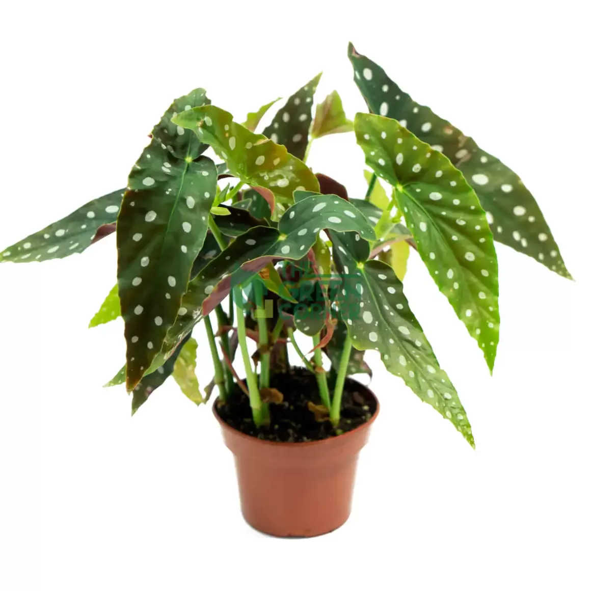 Cheap Begonia Maculata "Wightii" Begonia