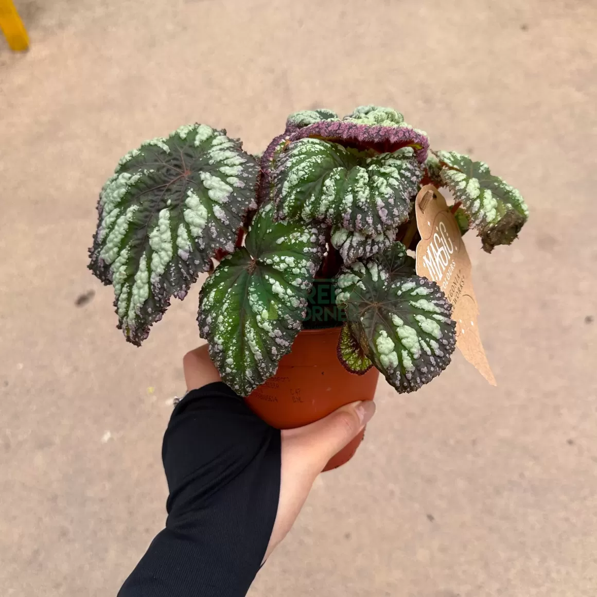 Flash Sale Begonia Purple Fireworks Begonia