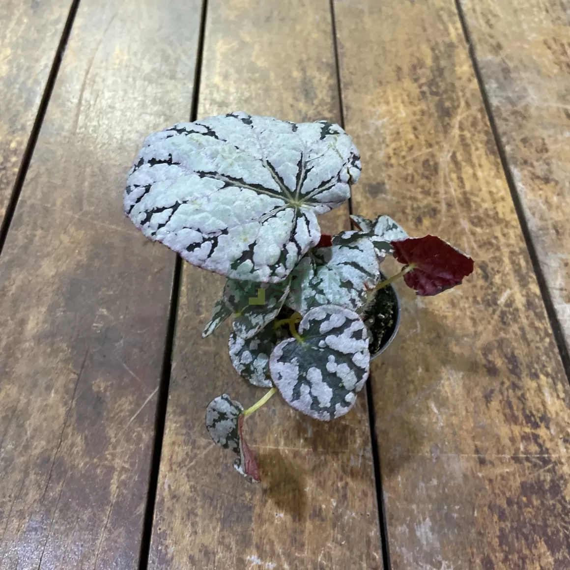 Hot Begonia Rex Chayo Begonia