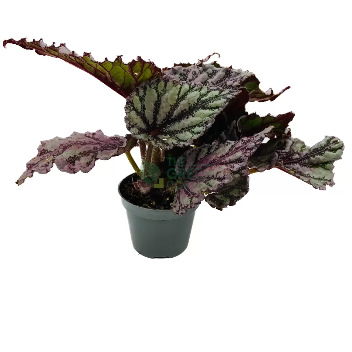 Cheap Begonia Rex Dew Drop Begonia