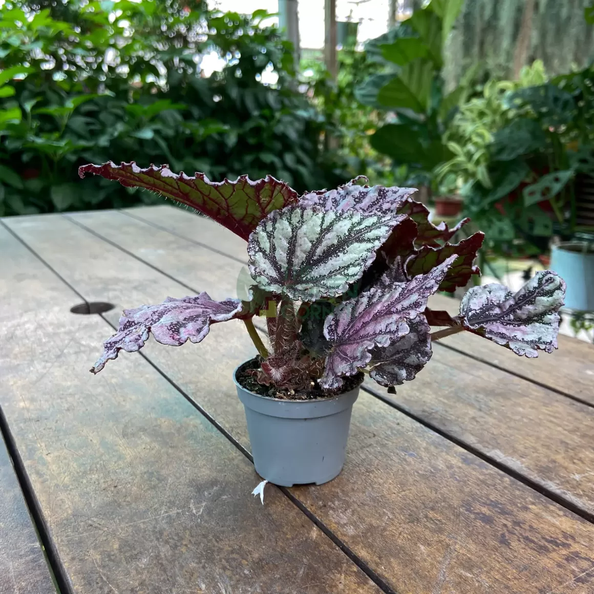 Cheap Begonia Rex Dew Drop Begonia