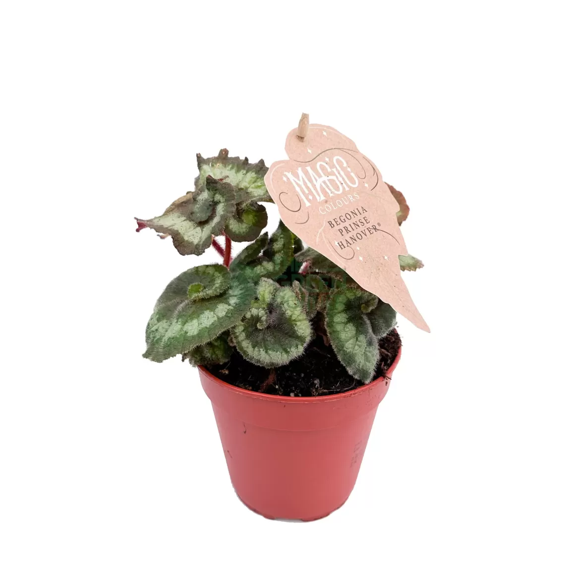 Shop Begonia Rex Escargot Begonia