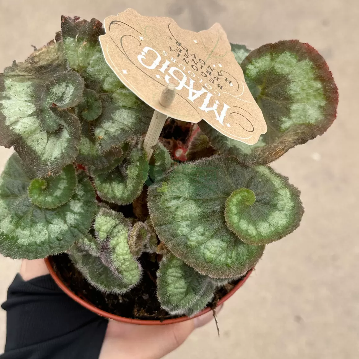 Shop Begonia Rex Escargot Begonia