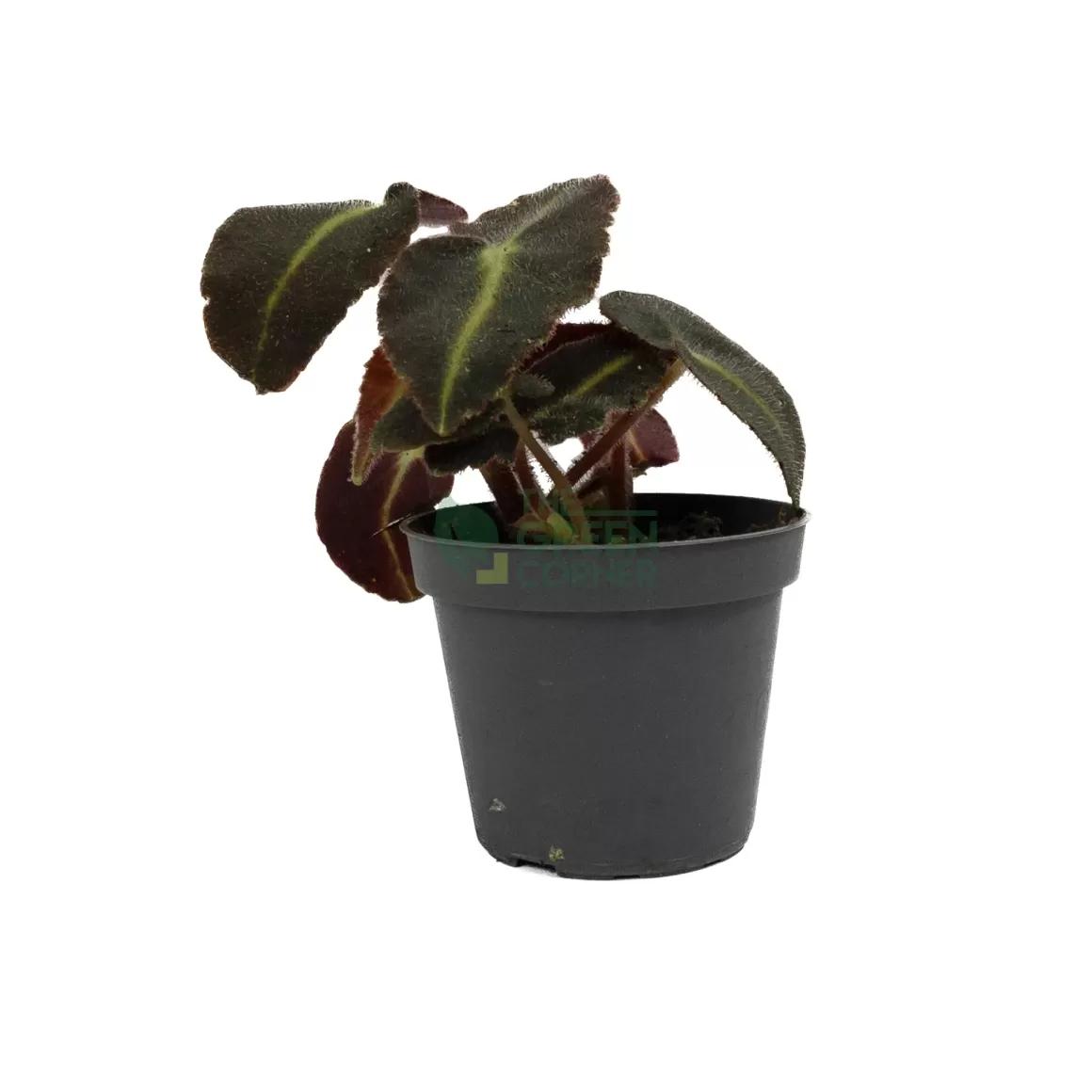 Clearance Begonia Rex Listrada Begonia