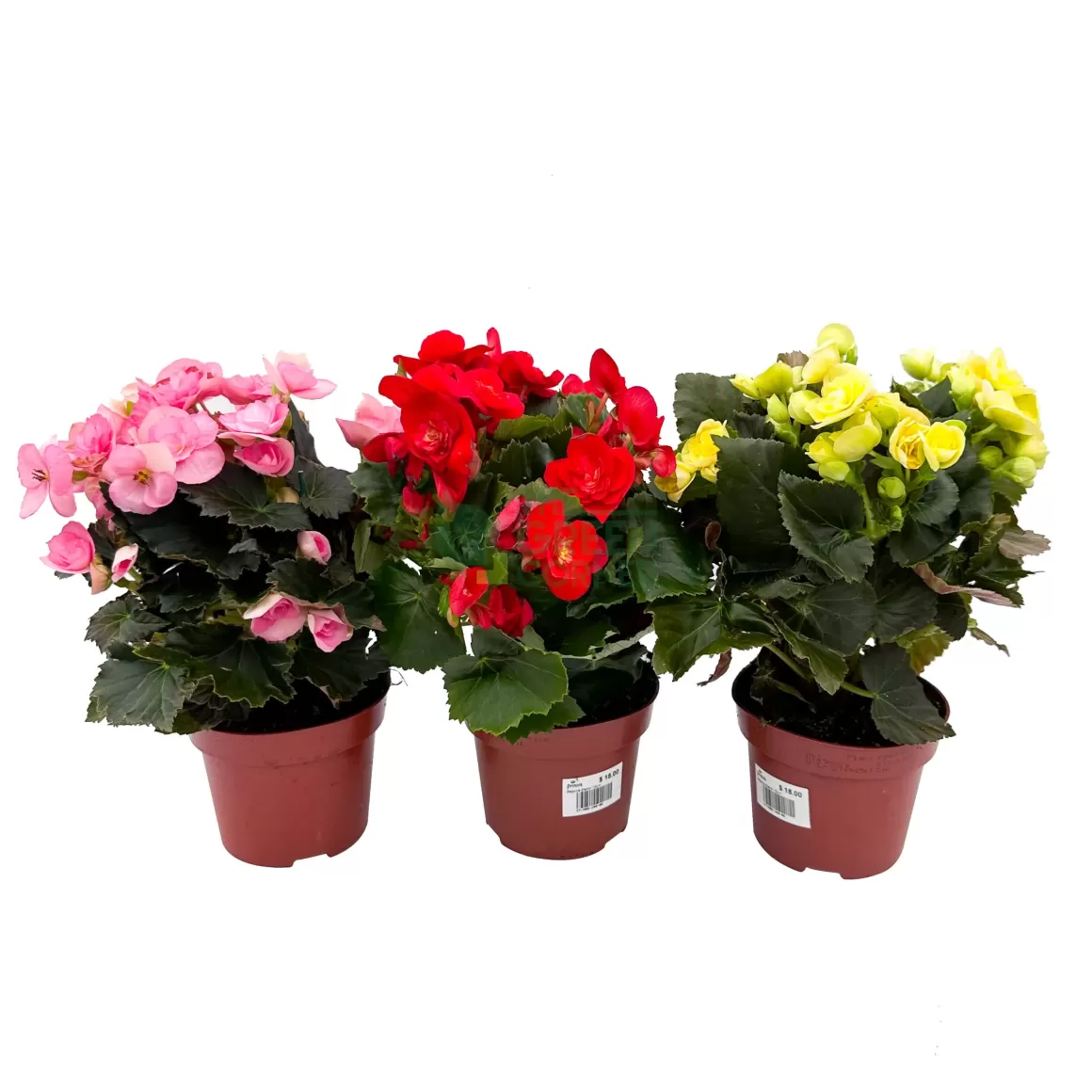 Shop Begonia Sweeties Begonia