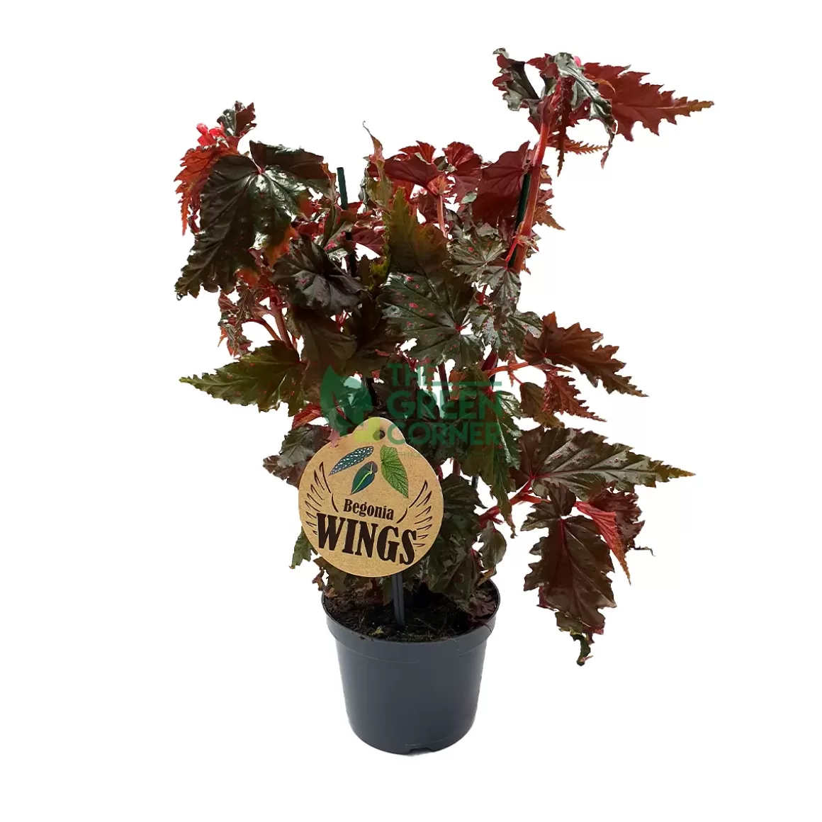 Cheap Begonia Wings Pot 120Mm Begonia