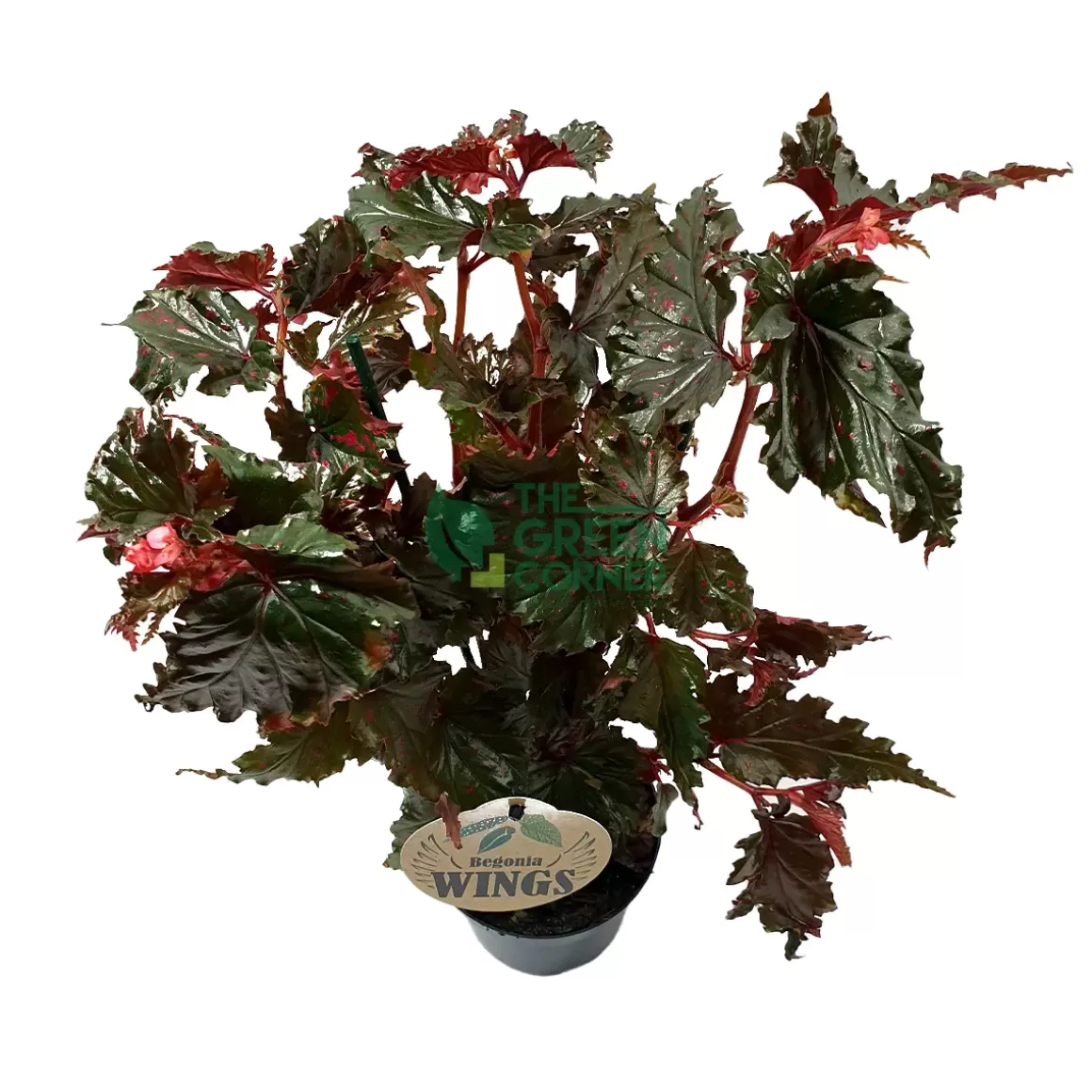 Cheap Begonia Wings Pot 120Mm Begonia