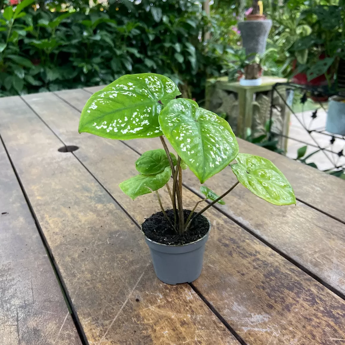 Online Caladium Bella Caladium