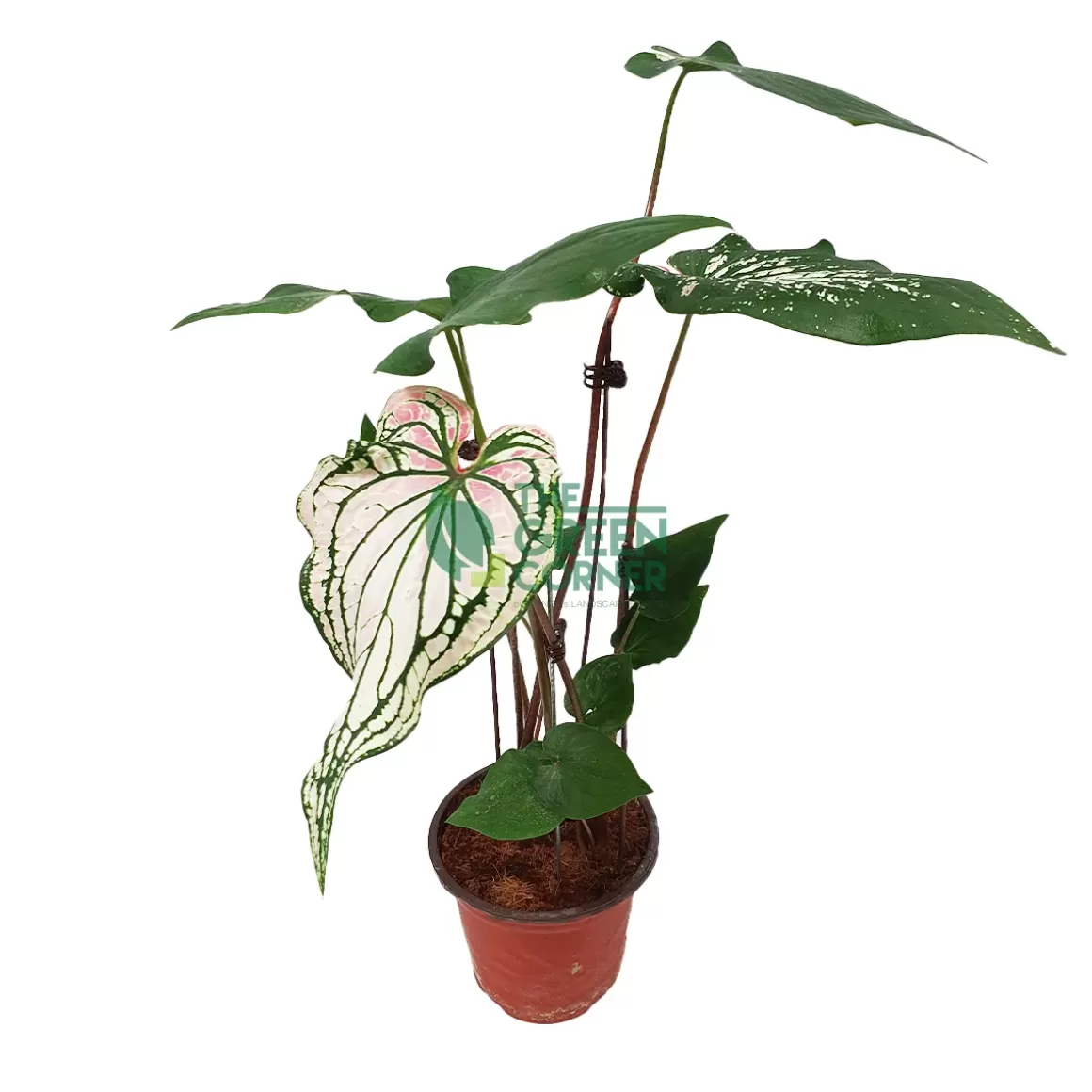 Cheap Caladium Bicolor 'Peacock' Thai Beauty Pot 150Mm Caladium