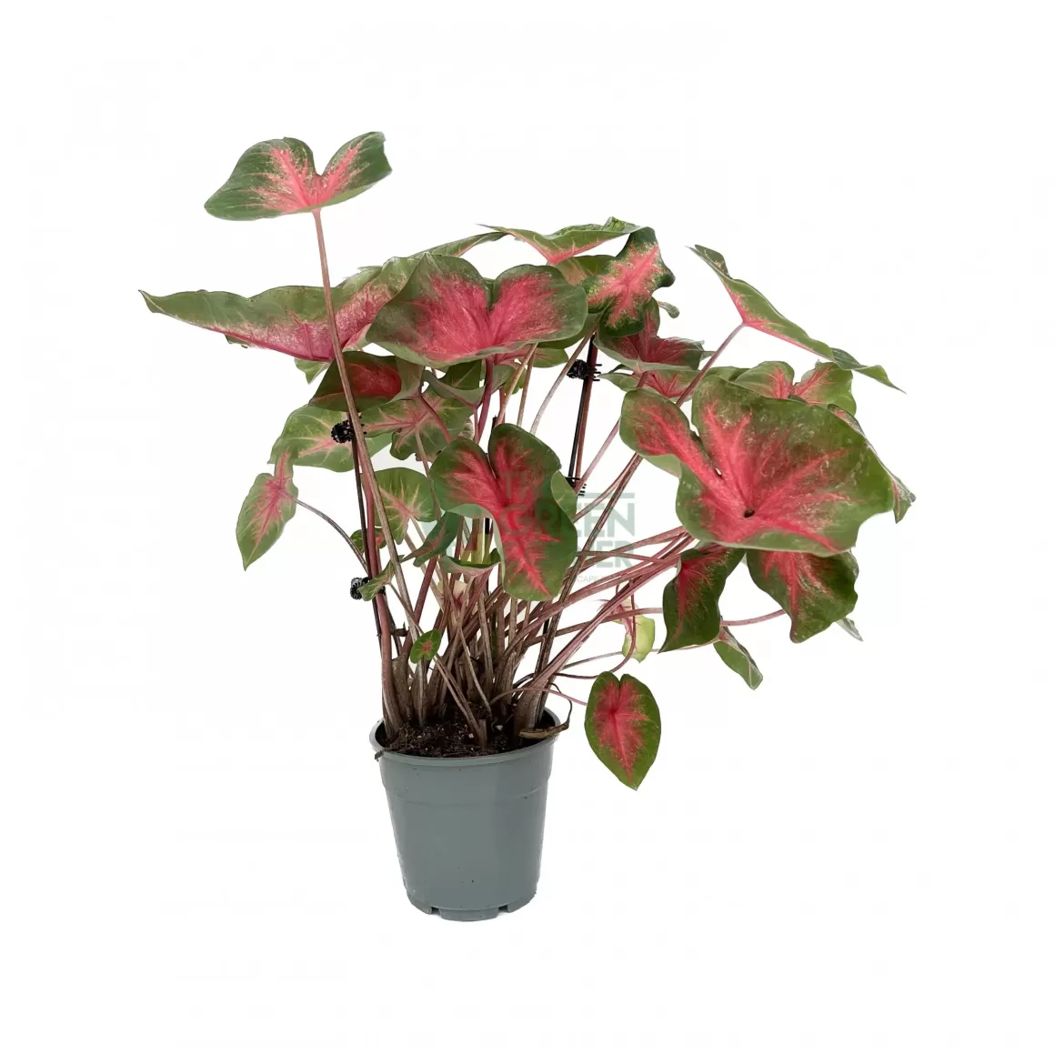 Discount Caladium Desert Sunset Caladium