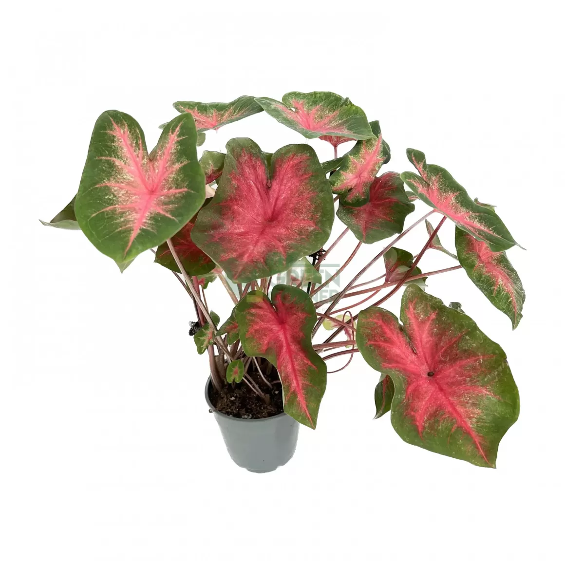 Discount Caladium Desert Sunset Caladium