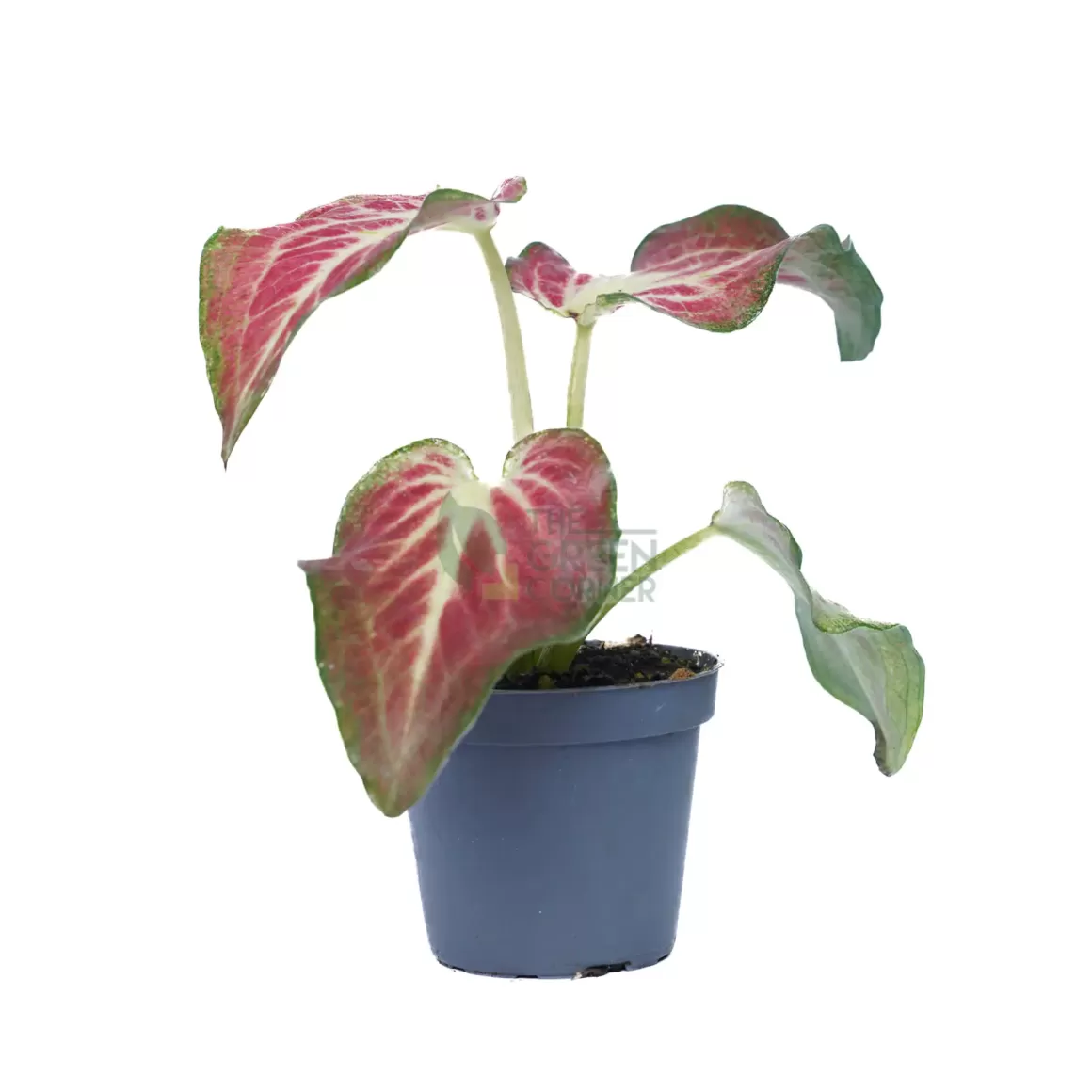 Best Caladium Freja Pot 60Mm Caladium