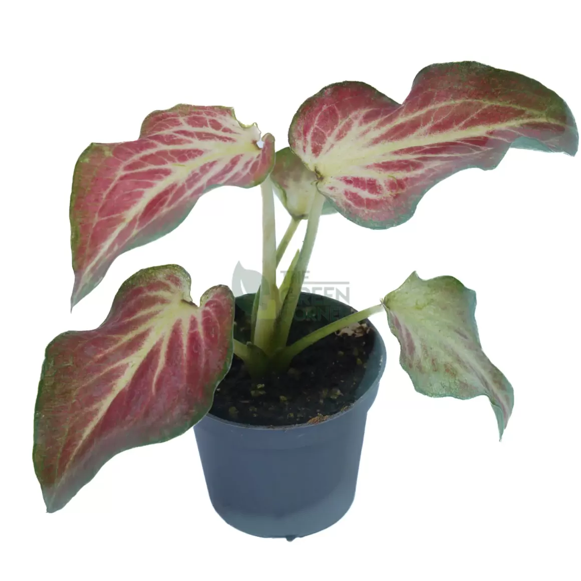 Best Caladium Freja Pot 60Mm Caladium