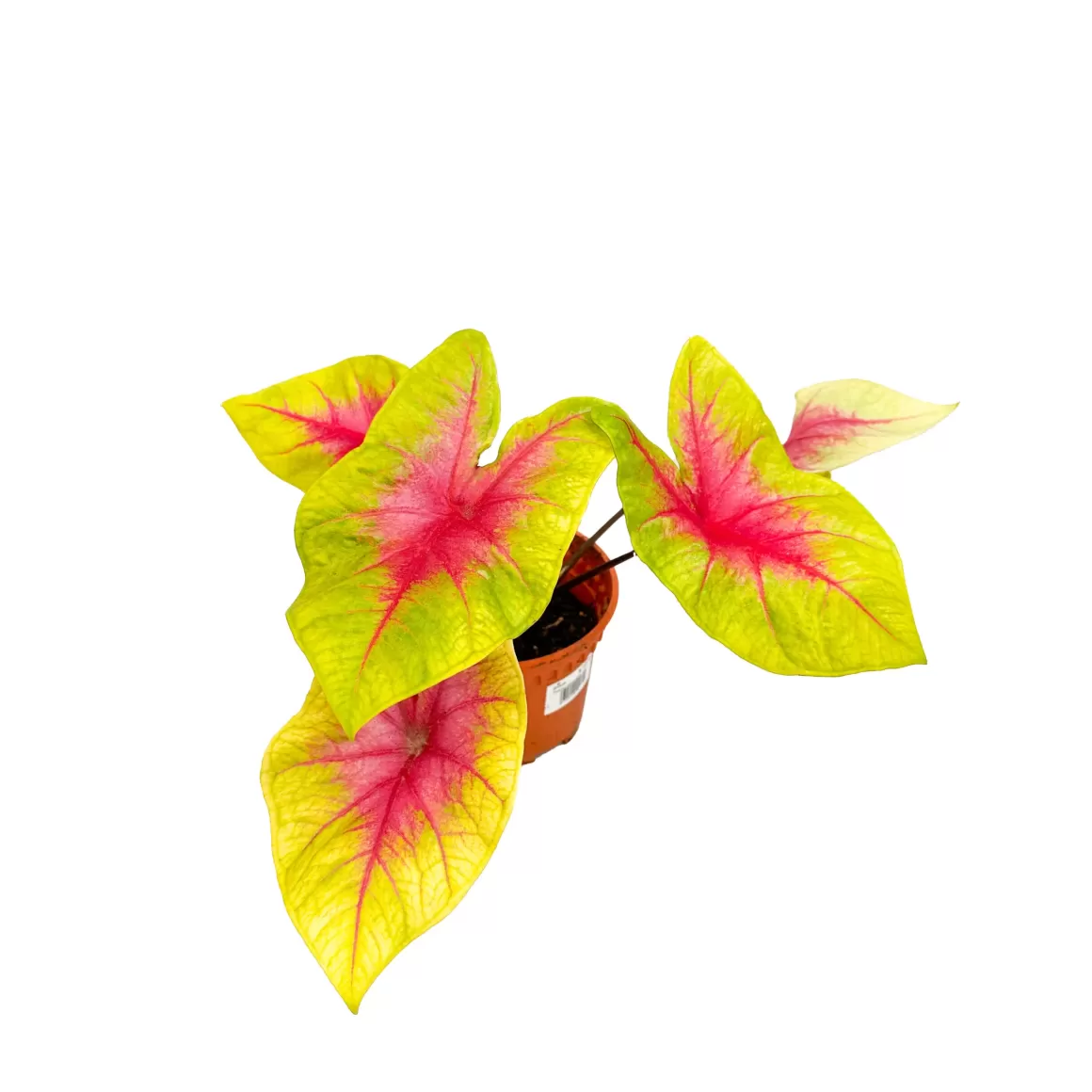 Cheap Caladium Lemon Blush Caladium