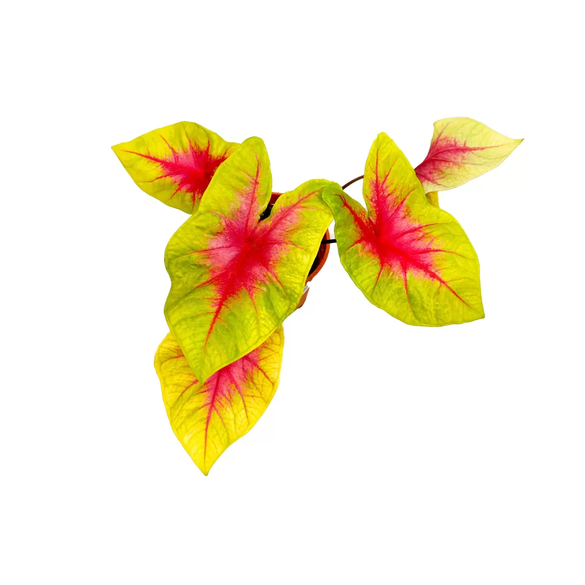 Cheap Caladium Lemon Blush Caladium