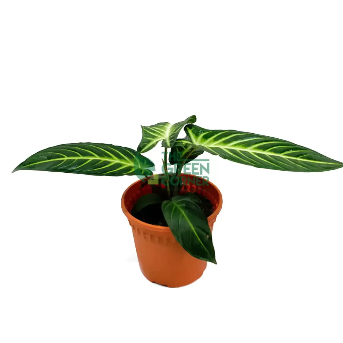 Online Caladium Lindenii Pot 170Mm Caladium