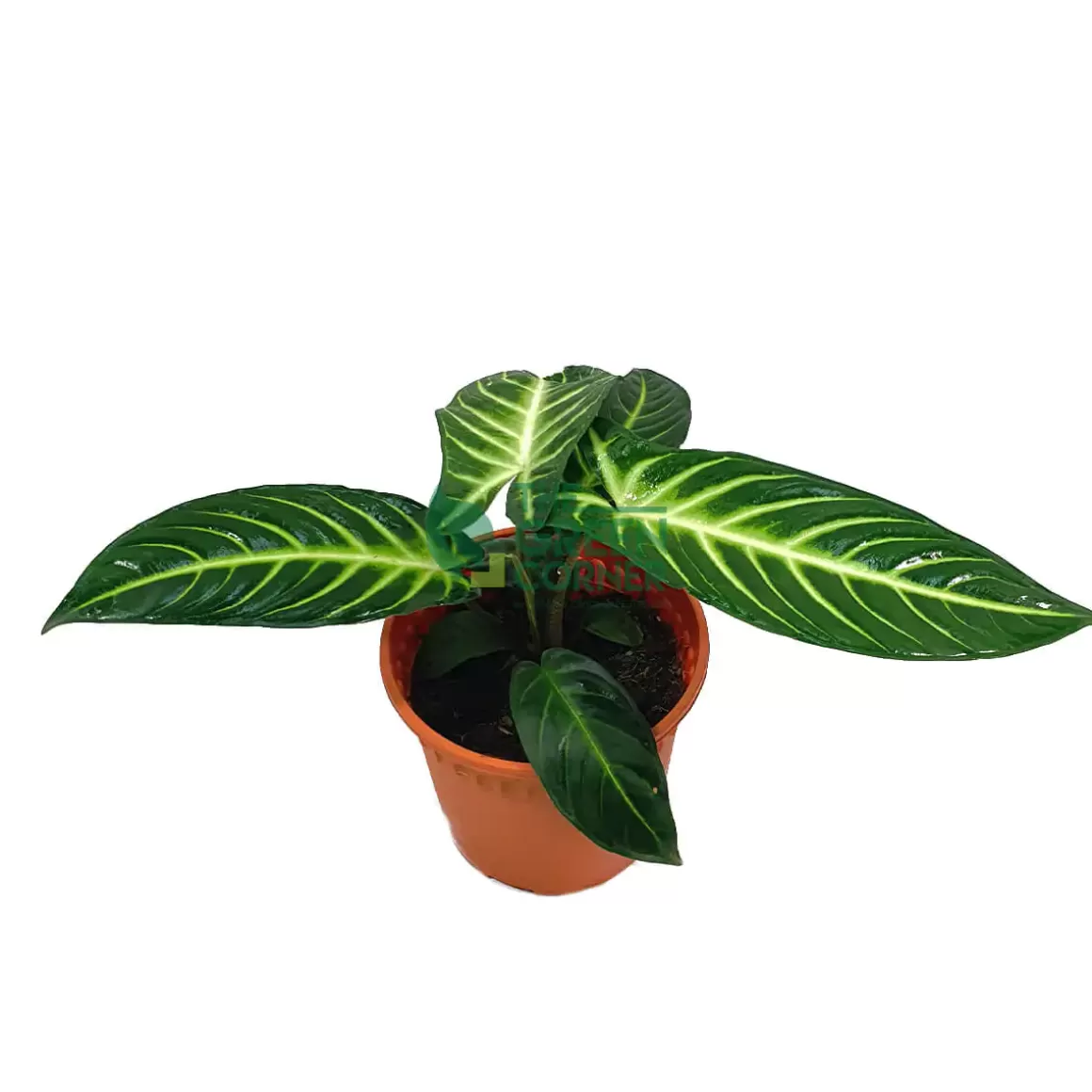 Online Caladium Lindenii Pot 170Mm Caladium