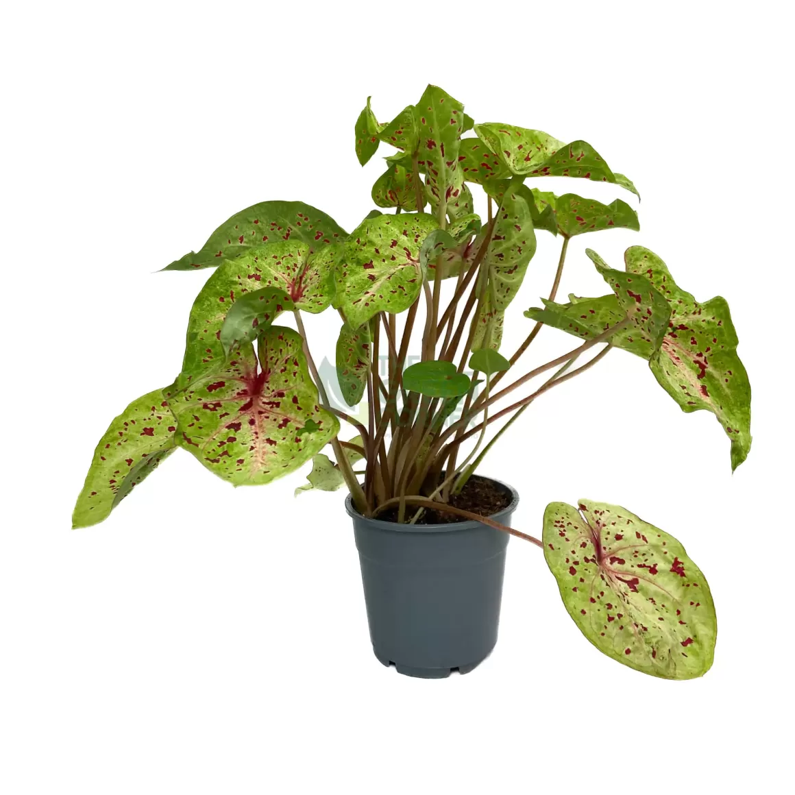 Best Caladium Miss Muffet Caladium