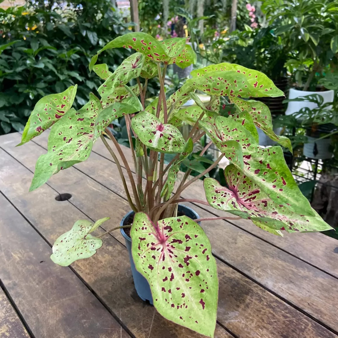 Best Caladium Miss Muffet Caladium