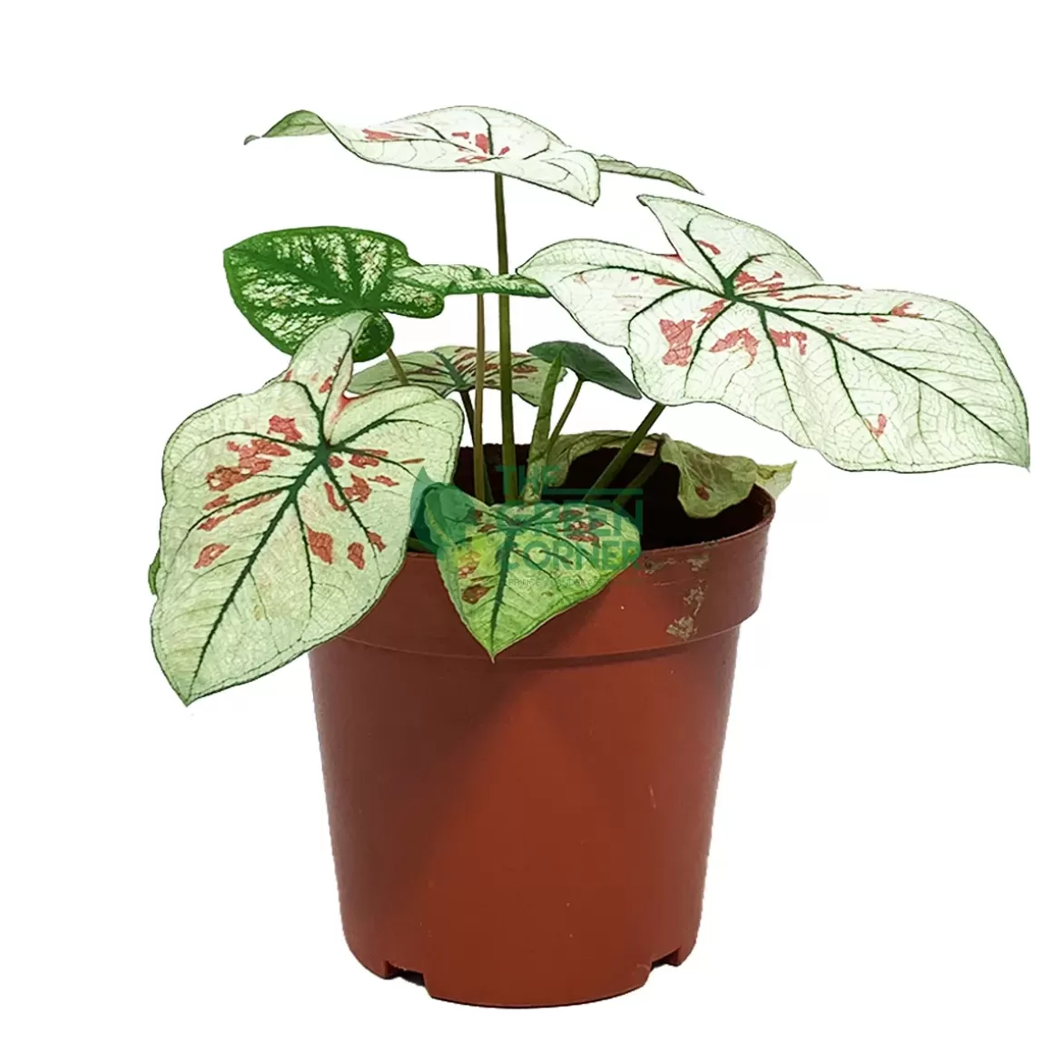 Online Caladium Strawberry Star Caladium