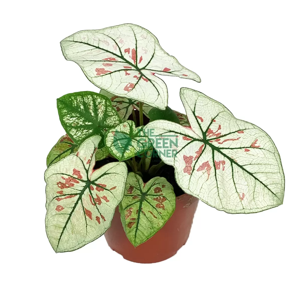 Online Caladium Strawberry Star Caladium