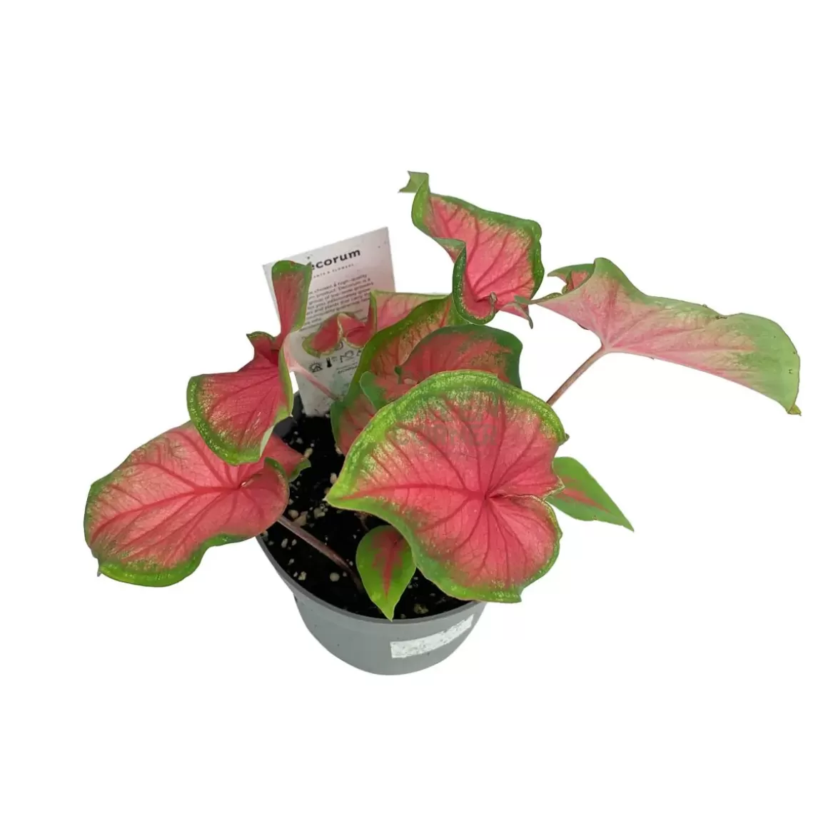 Best Sale Caladium Sweetheart Caladium